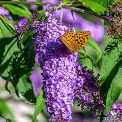 Papillon sur des fleurs