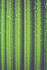 Close-up texture of a date palm leaf. Deep furrows on the green leaf of the tree. Background. Cali rain, dew.
