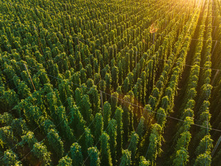 Holledau sunset hop garden view from top