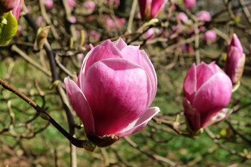 Magnolia soulangeana, or pink tulip magnolia bloom