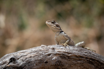 Gecko camouflage in the sun