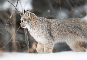 Obraz premium Ryś kanadyjski na wolności
