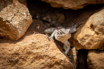 Gecko camouflage in the sun