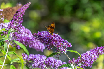 Papillon sur des fleurs