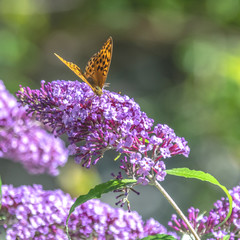 Papillon sur une fleur