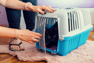 Womans hands putting cat in carrying cage to transport it to the vet for castration Selective focus