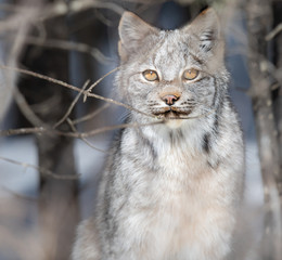 Canadian lynx in the wild