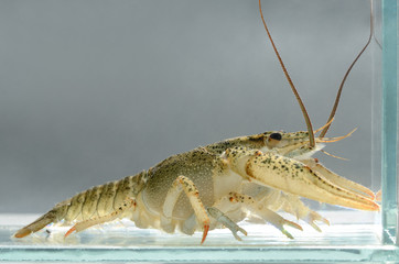 Live crayfish in the water close up. Freshwater crustaceans.