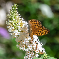 Papillon sur une fleur