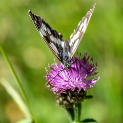 Papillon sur une fleur