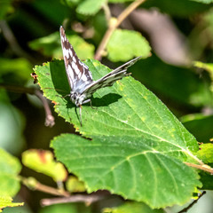 Papillon sur une fleur