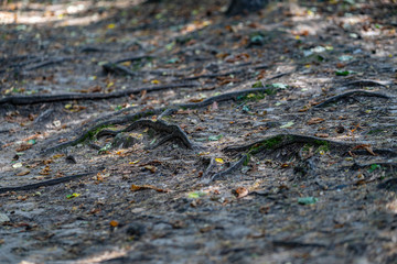 the old roots of the tree on the forest path, in the middle of the forest, the veins of nature