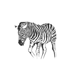 Vector zebra standing isolated on white background, graphical sketch