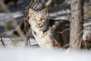 Canadian lynx in the wild