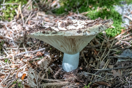 champignon