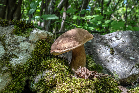 champignon