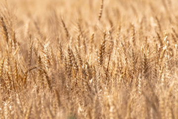 The warm soft tan hues of a wheat field that is ready for harvest. Slightly backlit and filling the horizontal frame with and Augast glow.