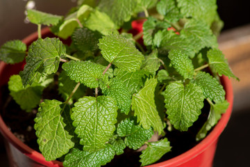 mint leaves in a pot © EliasFernando