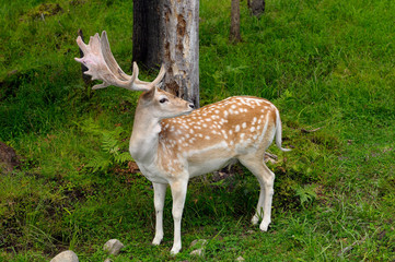 Male Fallow deer buck with fuzzy antlers looking back at Park Omega Quebec
