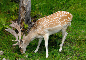 Naklejka na ściany i meble Male Fallow deer buck with fuzzy antlers grazing in the shade at Park Omega Quebec