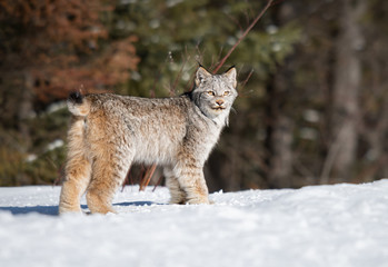 Canadian lynx in the wild