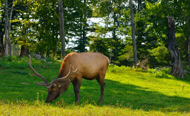 Grazing Male Wapiti with growing antlers at Park Omega nature preserve in Quebec