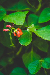 Red flower buds and green leaves