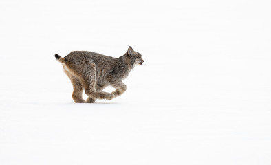 Canadian lynx in the wild