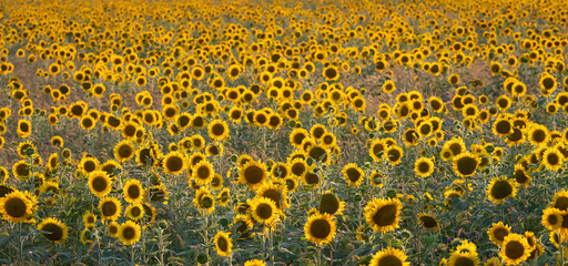 A large field of happy yellow sunflower blooms back-lit in the evening sun.
