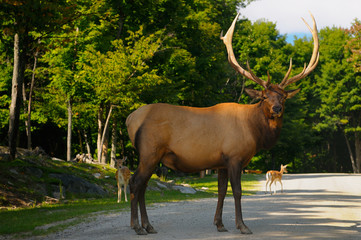 Naklejka na ściany i meble Large Wapiti Stag with antlers blocking the road at a nature preserved in Quebec