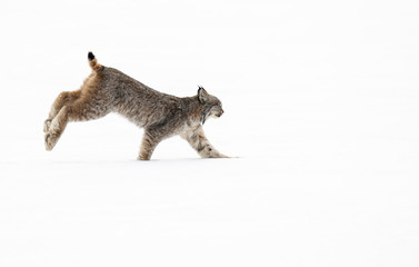 Canadian lynx in the wild