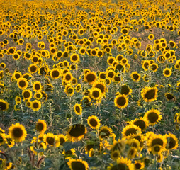 A large field of happy yellow sunflower blooms back-lit in the evening sun.