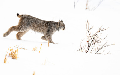 Canadian lynx in the wild