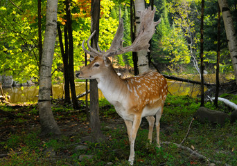 Naklejka na ściany i meble Male Fallow Deer with growing antlers in a forest by a river in a Quebec nature preserve