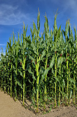 Green field of young corn on background of blue sky
