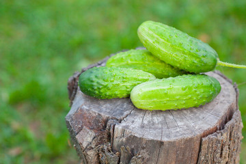 Cucumbers on an old tree stump closeup on background