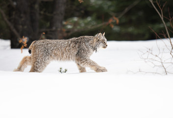 Canadian lynx in the wild © Jillian