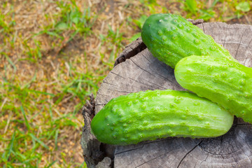 Cucumbers on an old tree stump closeup on background
