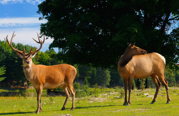 Naklejka na ściany i meble Male Red Deer stag and Female Elk in Park Omega Quebec nature preserve