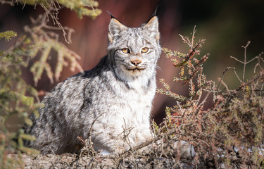 Canadian lynx in the wild