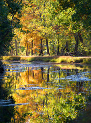 Autumn Fall Colors Orange Red