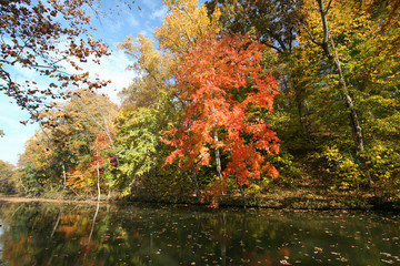 Autumn Fall Colors Orange Red