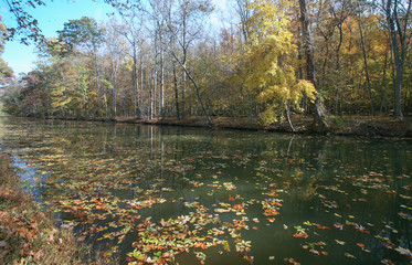 Autumn Fall Colors Orange Red