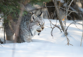 Canadian lynx in the wild