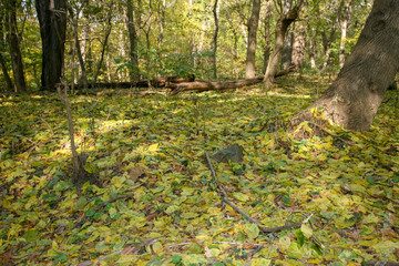 Autumn Foliage Red and Yellow Leaves