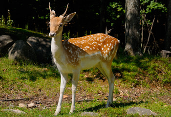 Young Fallow deer buck standing at the edge of a forest at Park Omega Quebec