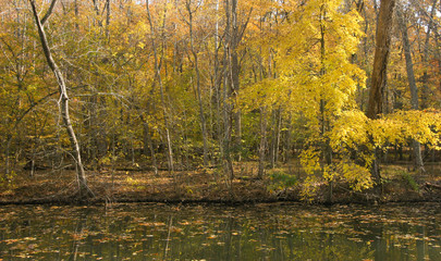 Autumn Foliage Red and Yellow Leaves