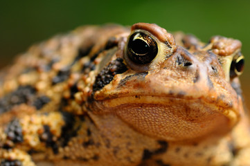 Close up front view of a frowning face of an Eastern American Toad