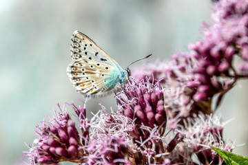 Papillon sur une fleur