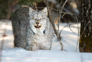 Canadian lynx in the wild